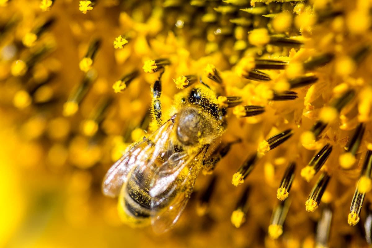 3Bee, the Nature-tech Company that Surveys Biodiversity