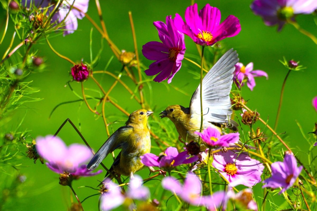 Biodiversity Day 2026, acting locally for global impact