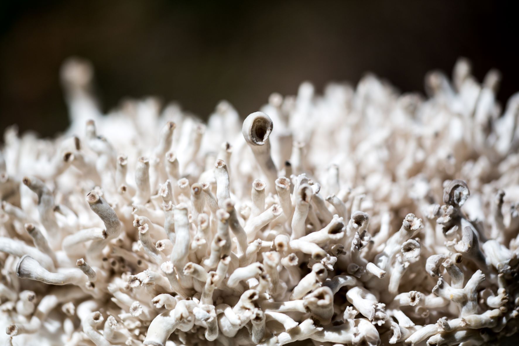 Architetti di ecosistemi: i funghi plasmeranno il nostro futuro sostenibile?