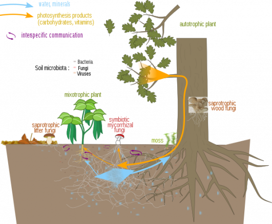 600px Mycorrhizal network.svg