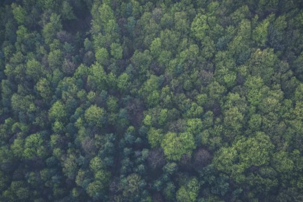02 3 forest trees