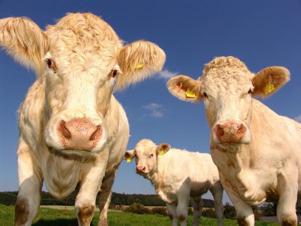 cows 1029077 1920