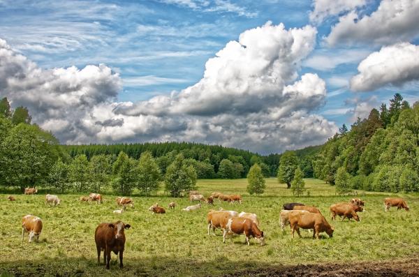 cows 3698180 1920