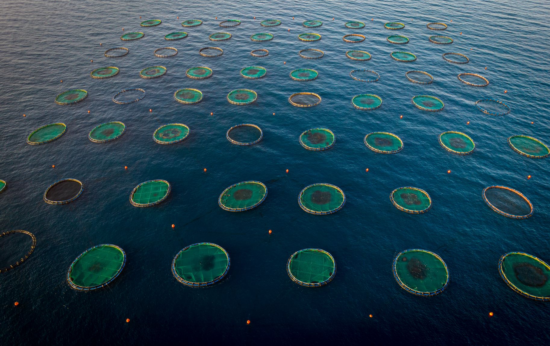 Blue Economy: Zambia protagonista internazionale dell’acquacoltura sostenibile