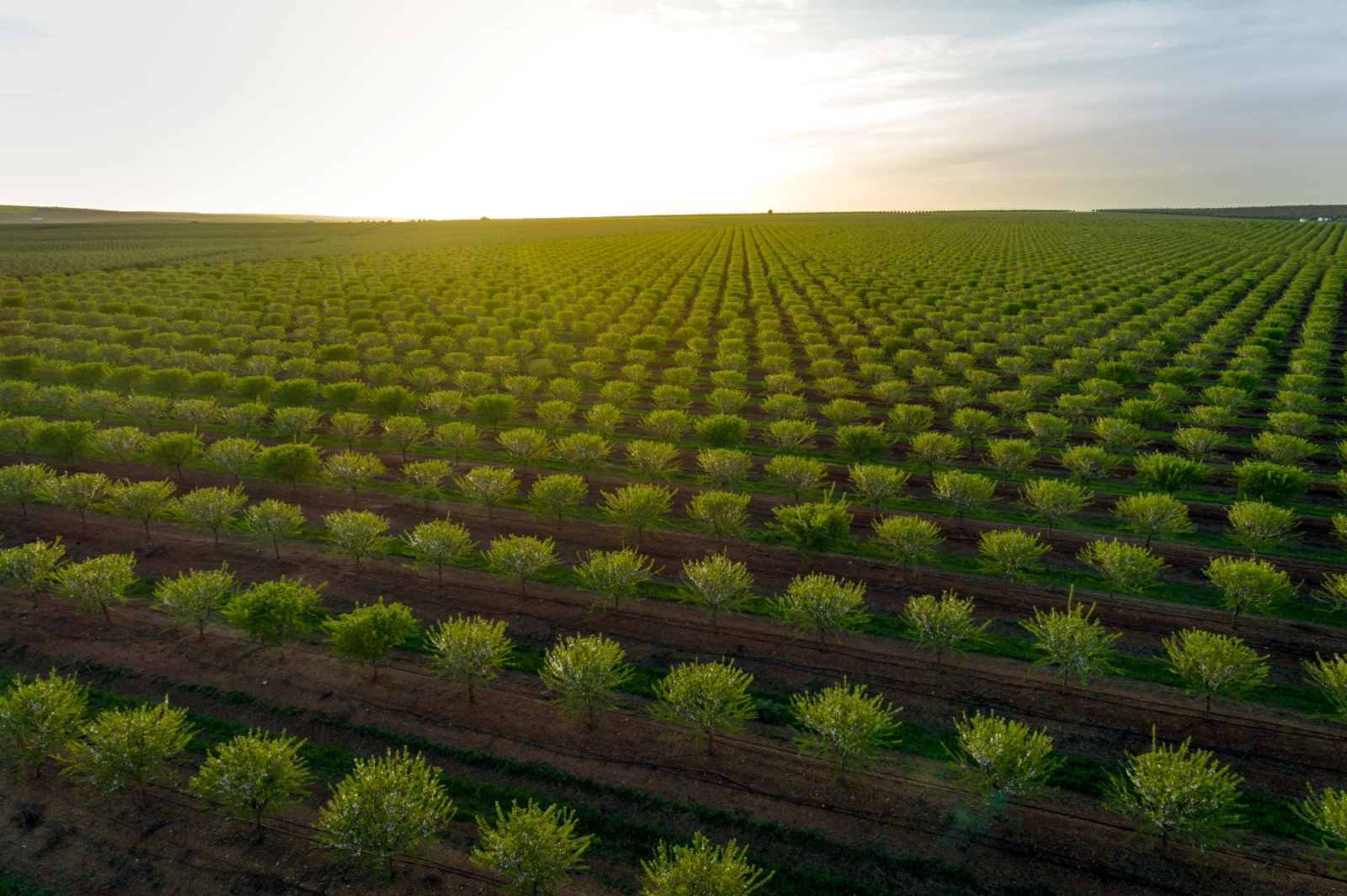 Land Squeeze, l’accaparramento di terre che manda in crisi gli agricoltori