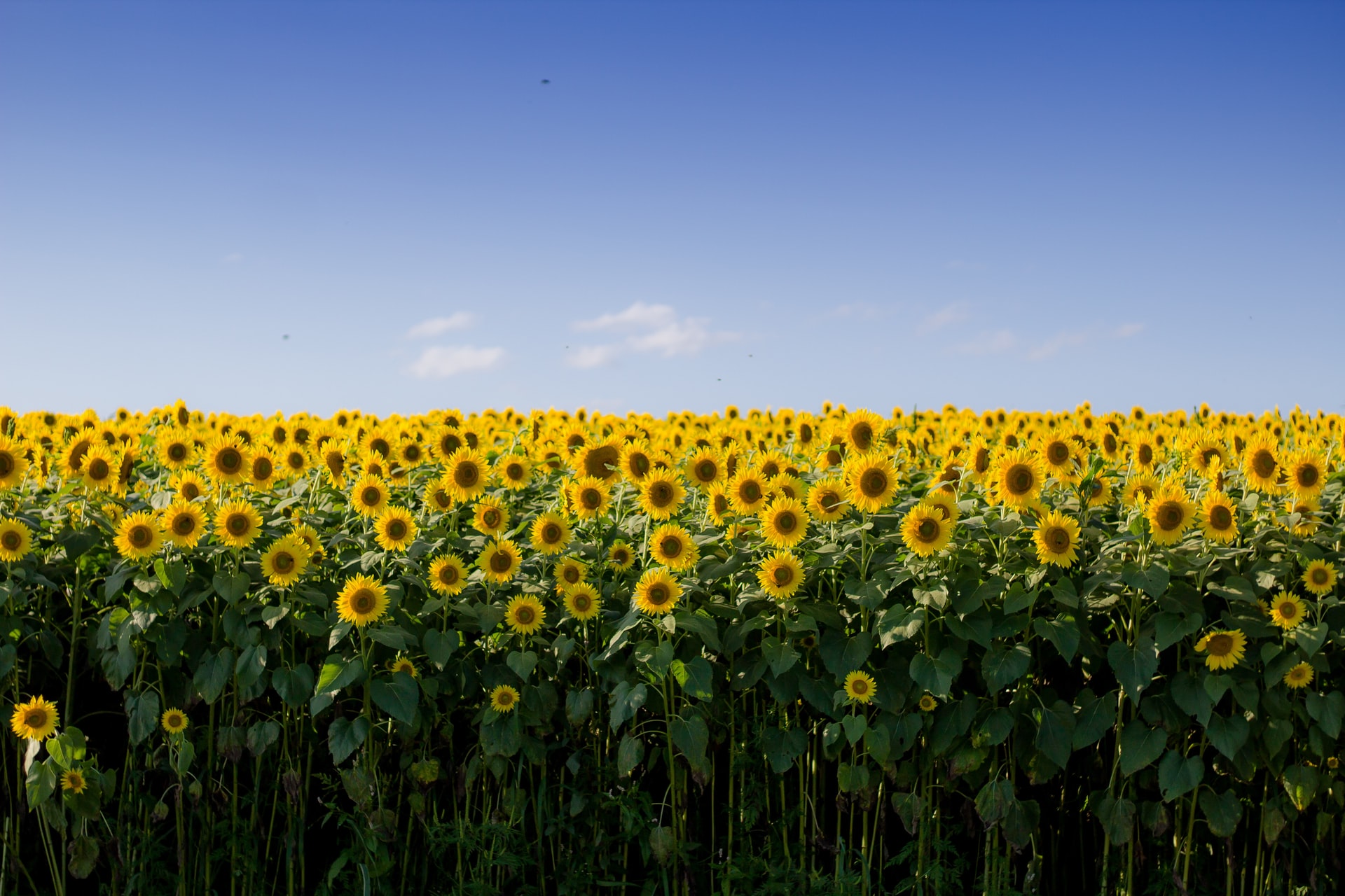 Ten years of European bioeconomy: Chris Patermann talks about the goals and challenges
