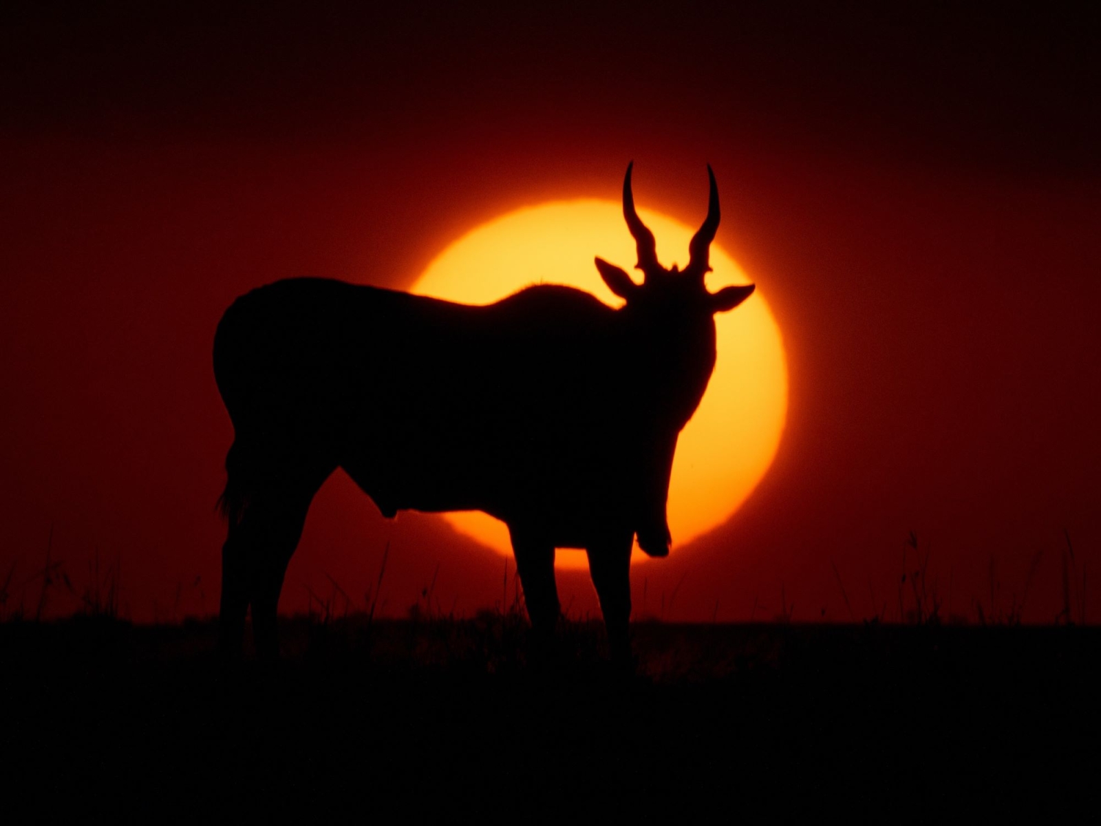 Le specie a rischio estinzione aumentano: la Lista rossa IUCN 2023