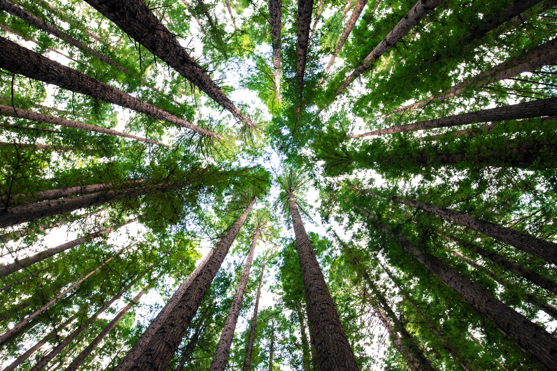 Piantare alberi: ecco perché tante iniziative aziendali di riforestazione sono in crisi