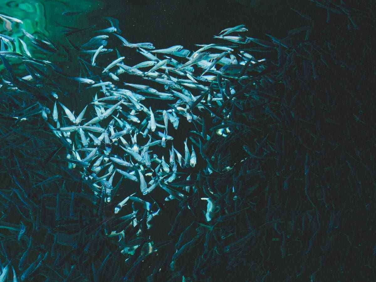 Allevamenti di salmone in Islanda, gli impatti ambientali di un settore in crescita