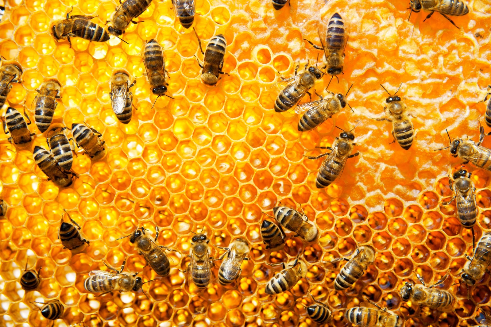 Giornata Mondiale delle api: proteggere gli impollinatori preserva la biodiversità