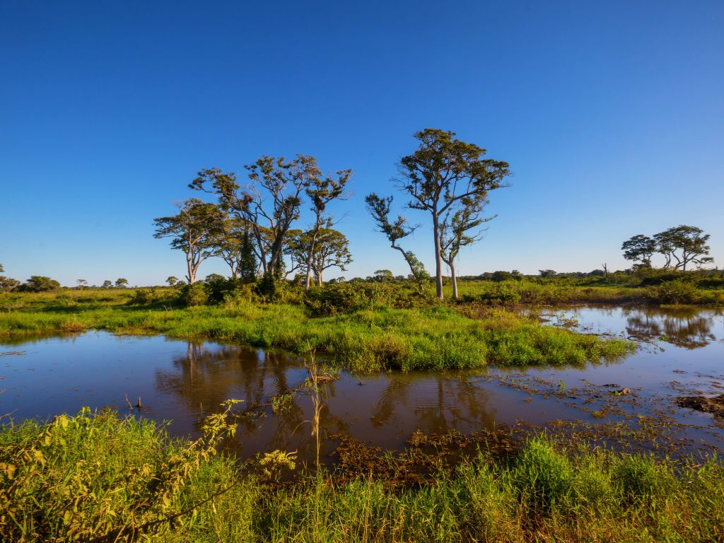 A valuable COP for undervalued wetlands