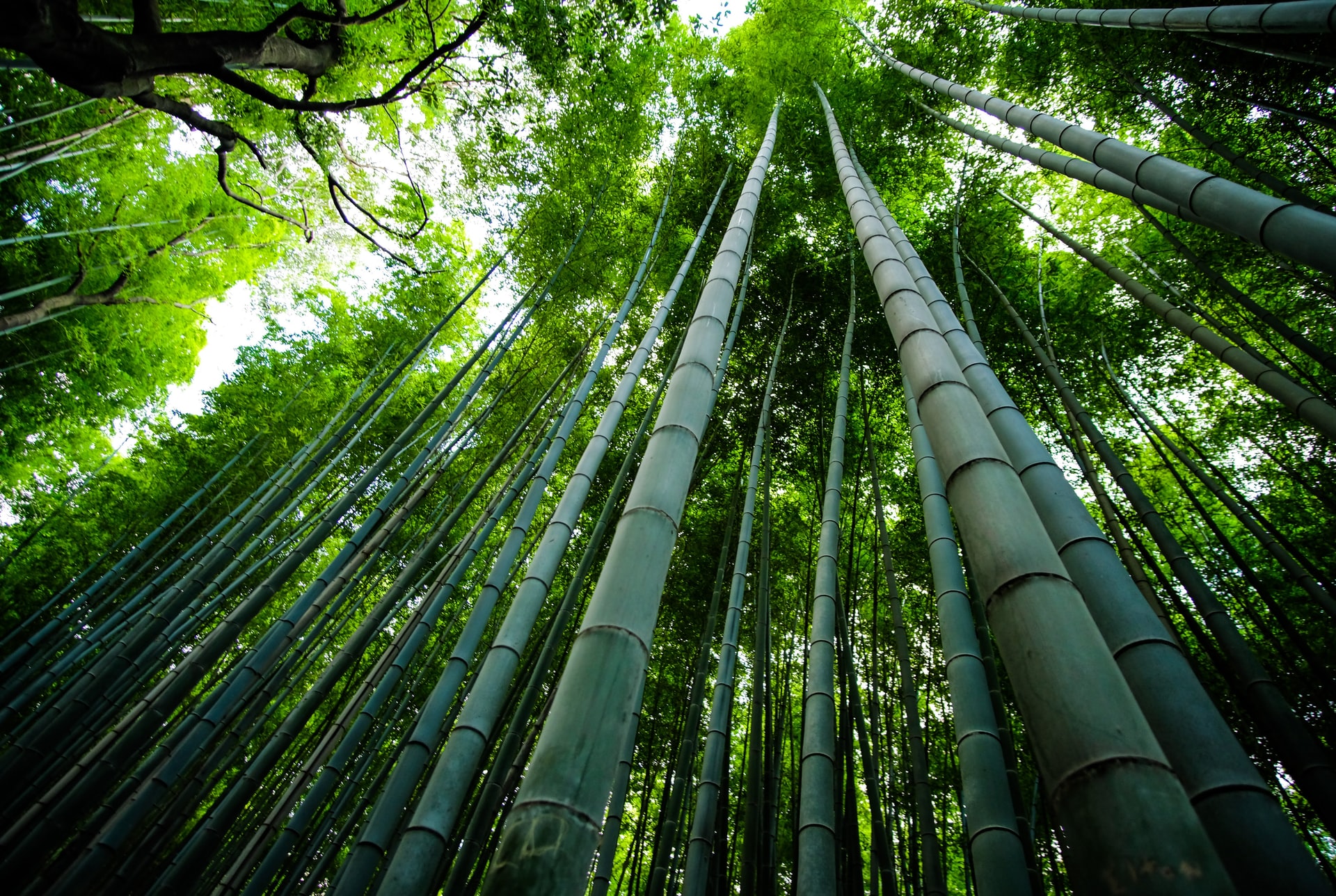 Il bambù in Italia: la stella nascente della bioeconomia