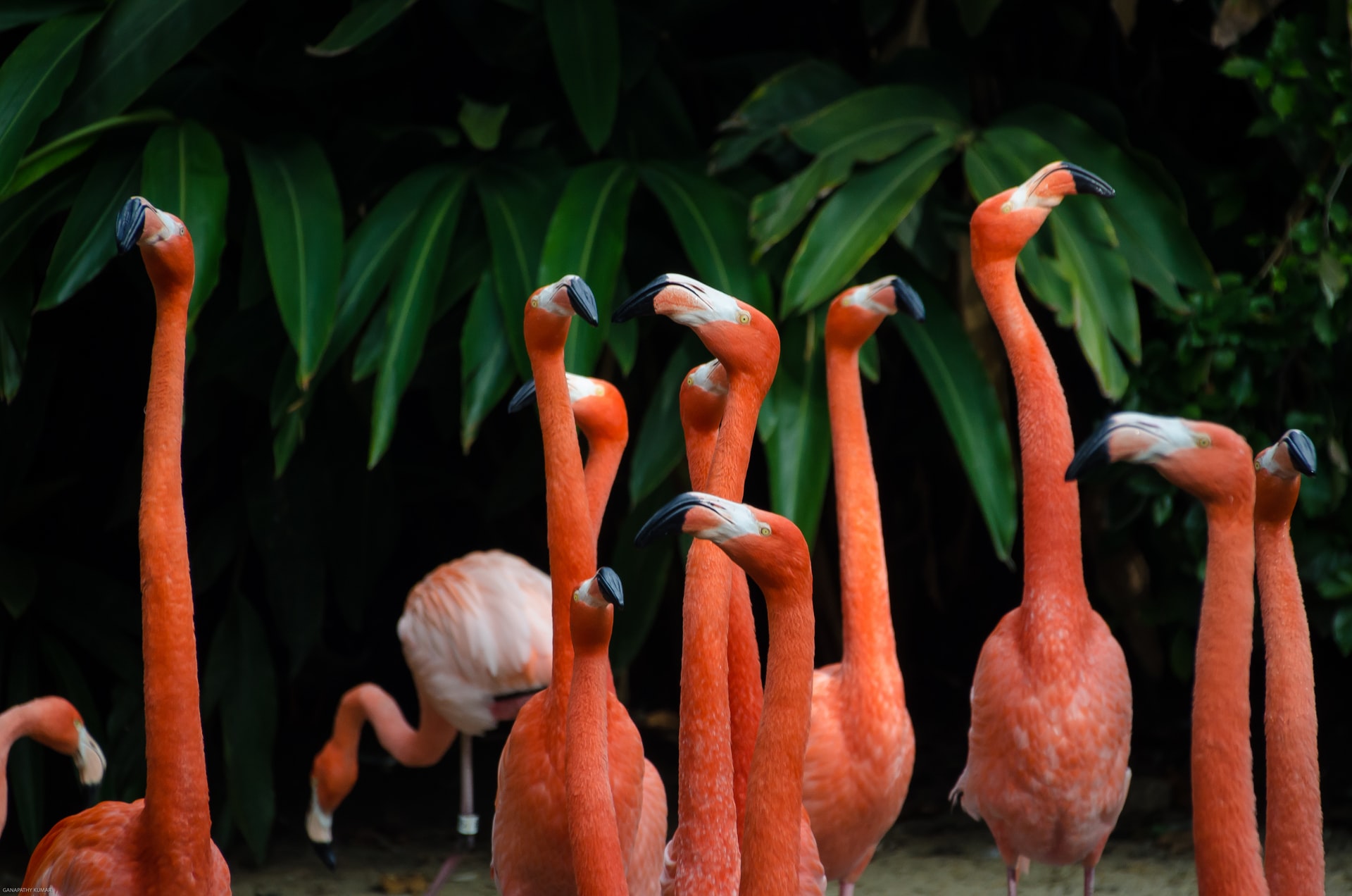 Così l’economia circolare può aiutare a fermare la perdita di biodiversità