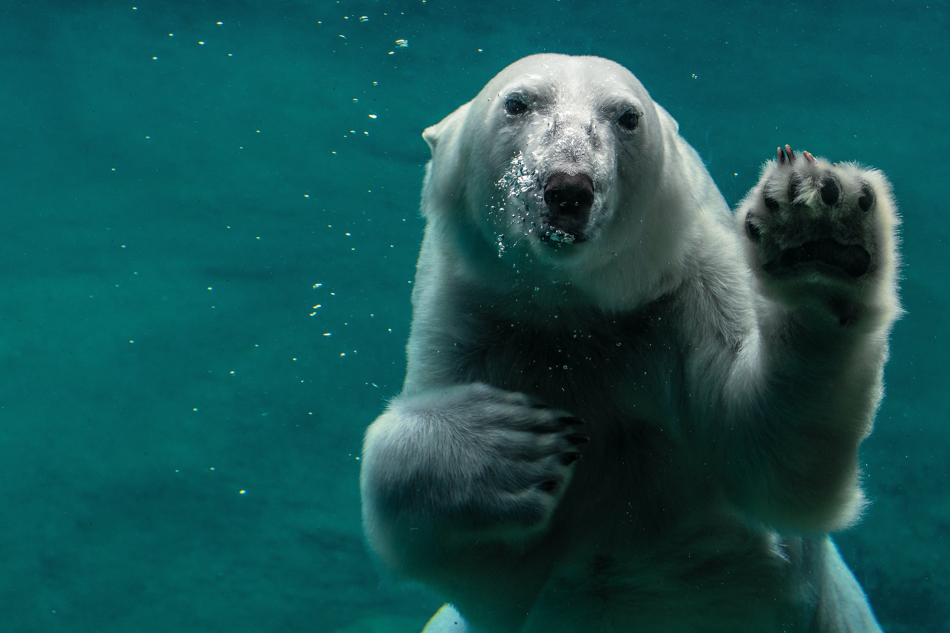 Biodiversity, the great challenge of 2022. What are the lessons for politics and businesses?