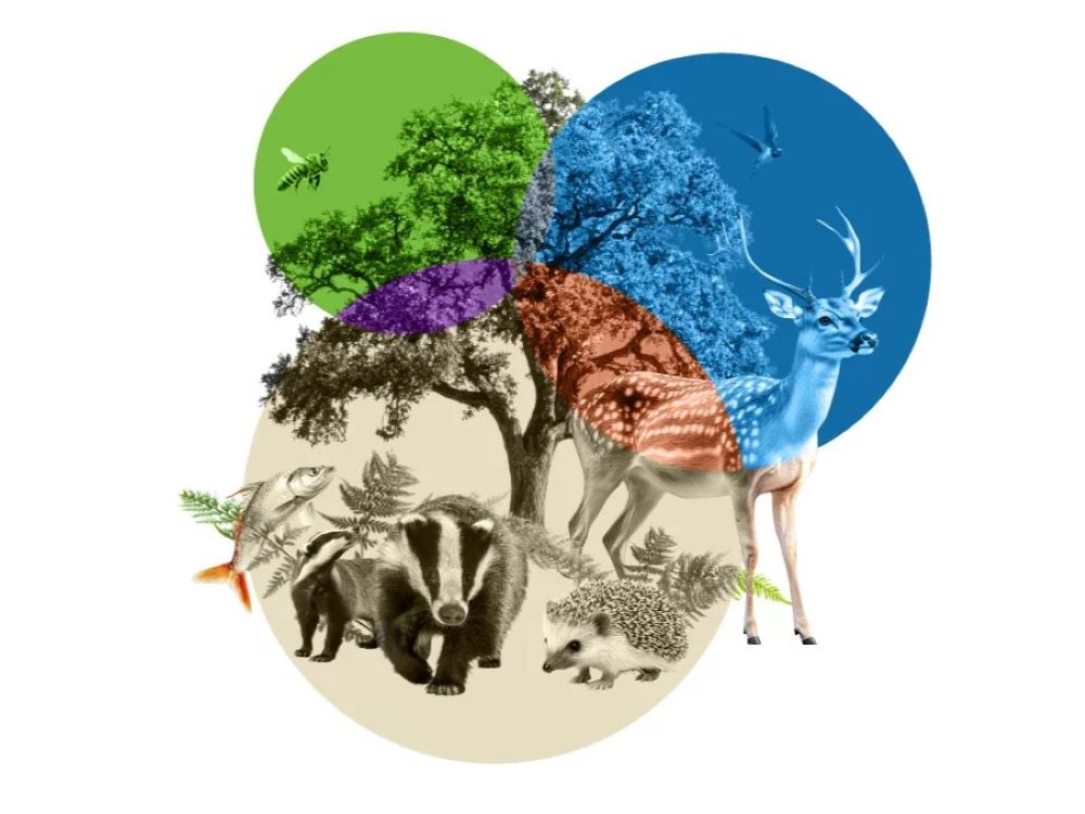 Biodiversity and finance: conference in Rome on the Nature Positive transition