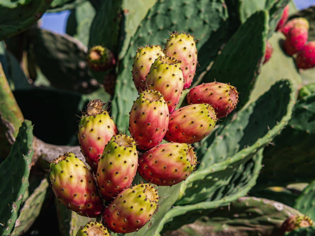 Crisi idrica in Sicilia, soluzioni e sfide per un futuro agricolo sostenibile