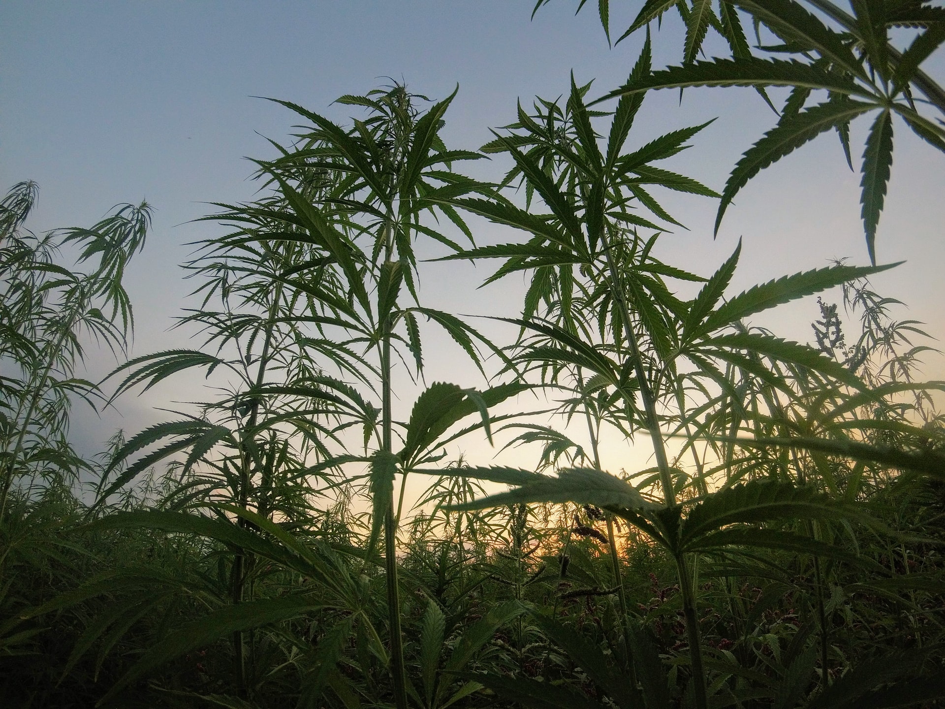 Innovation from hemp: the winners of the EIHA “Hemp Product of the Year”