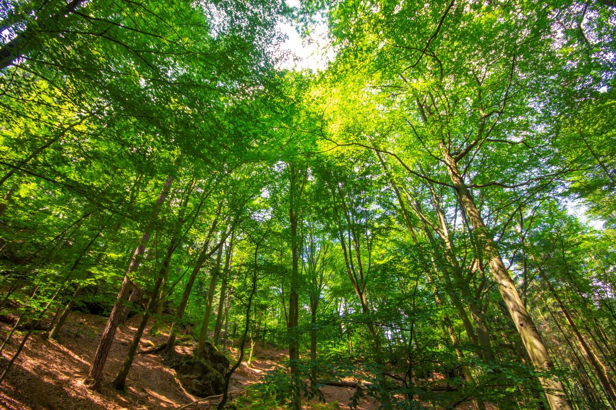 Carbon Market Buyer’s Guide 2026, a new phase for the market