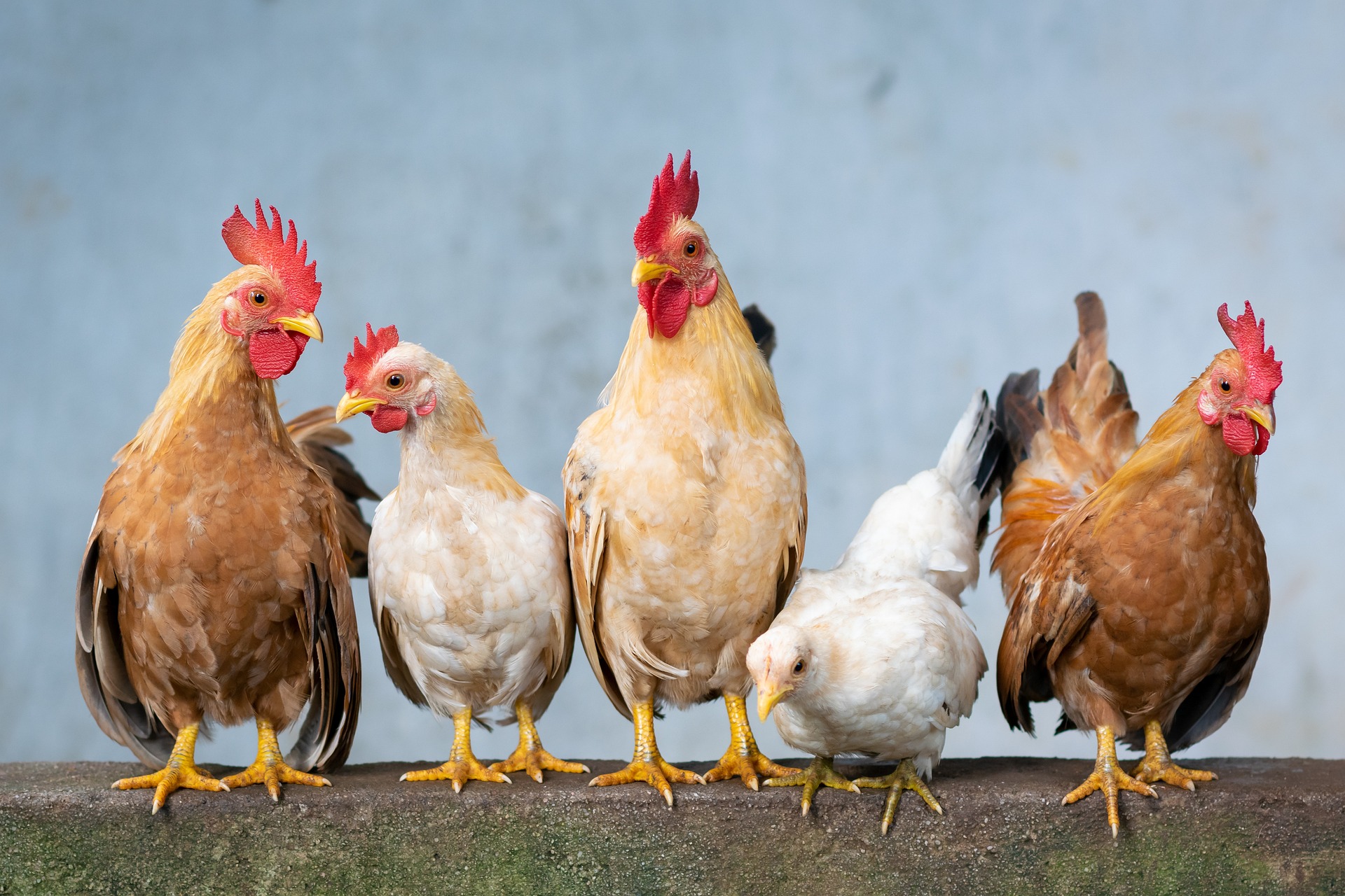 Startup: Regenerative Poultry Systems, pollame sostenibile con le conoscenze indigene