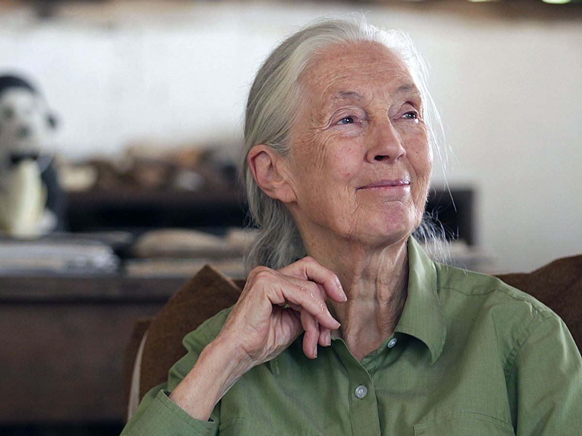Chi era Jane Goodall, una vita dedicata agli scimpanzé e alla tutela del pianeta