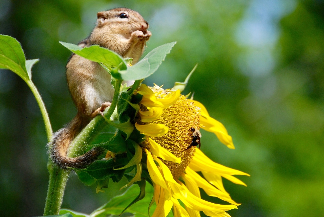 Perché abbiamo bisogno di una strategia nazionale per la biodiversità