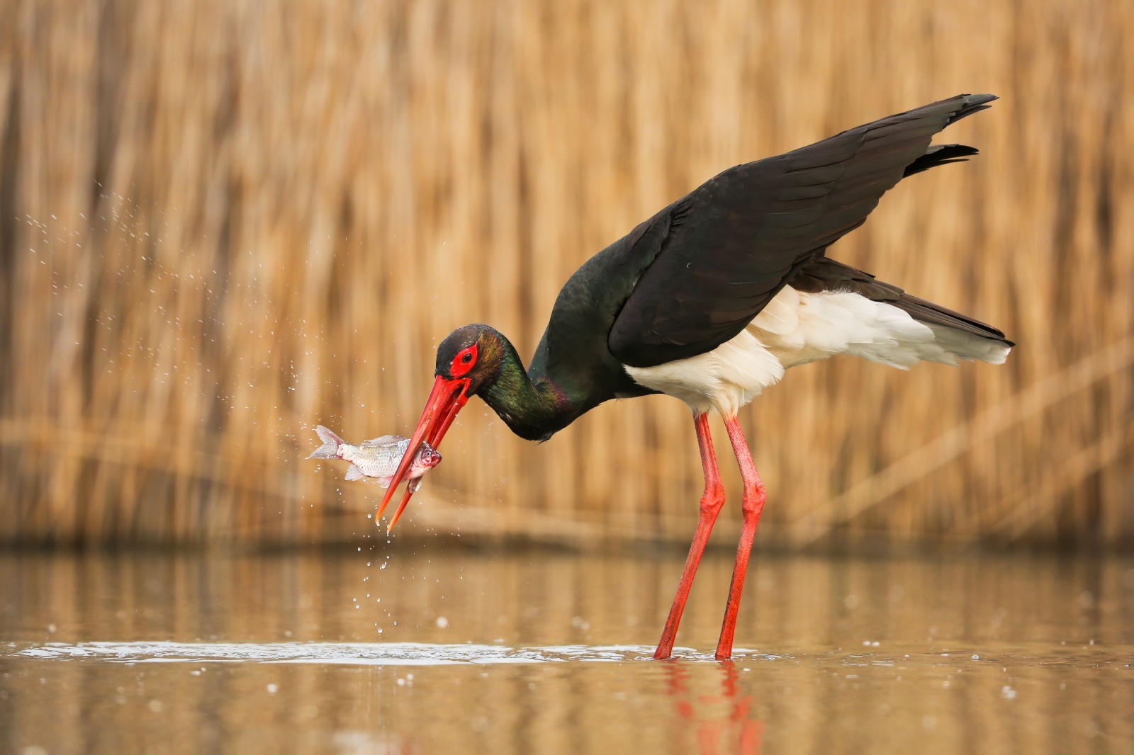 Biodiversità: il Pacchetto Natura rischia di arenarsi