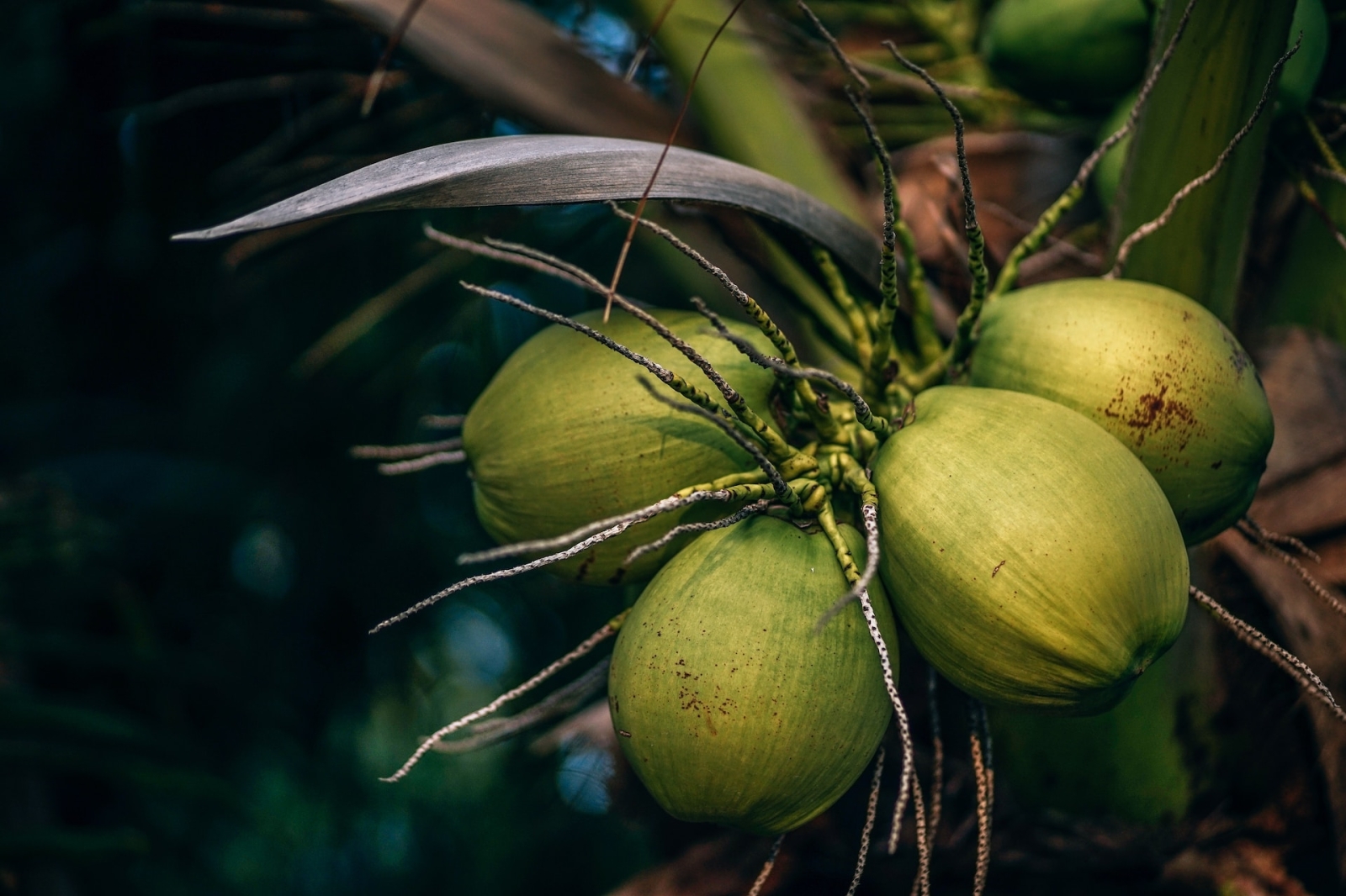 Startup: Cocogreen, agricultural substrates from coconut fiber