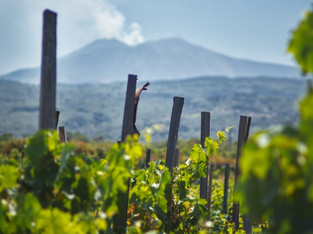 Dazi USA, il “salasso” che minaccia il vino siciliano