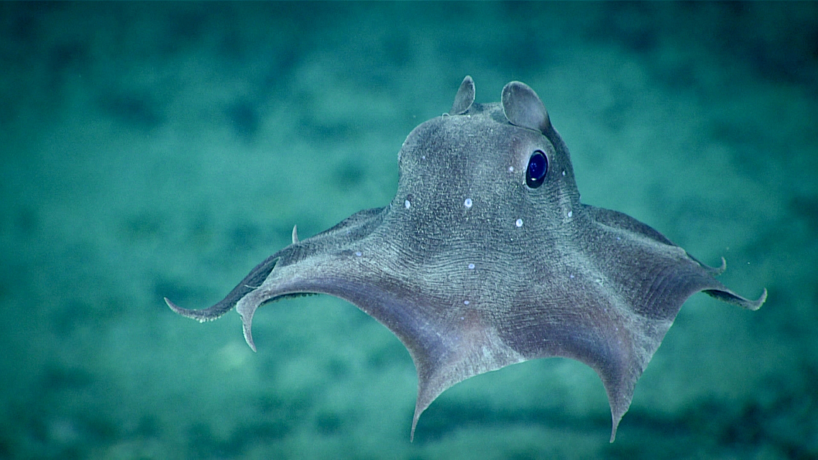 Stop al deep sea mining, per ora