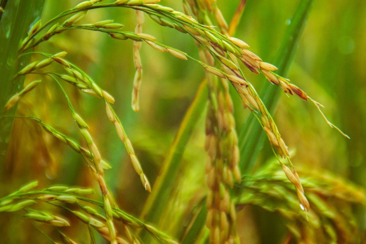 Circular economy of rice: less emissions and more community resilience