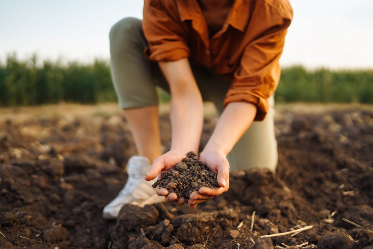 Waste not, want not: turning food waste into fertile soil for sustainable growth