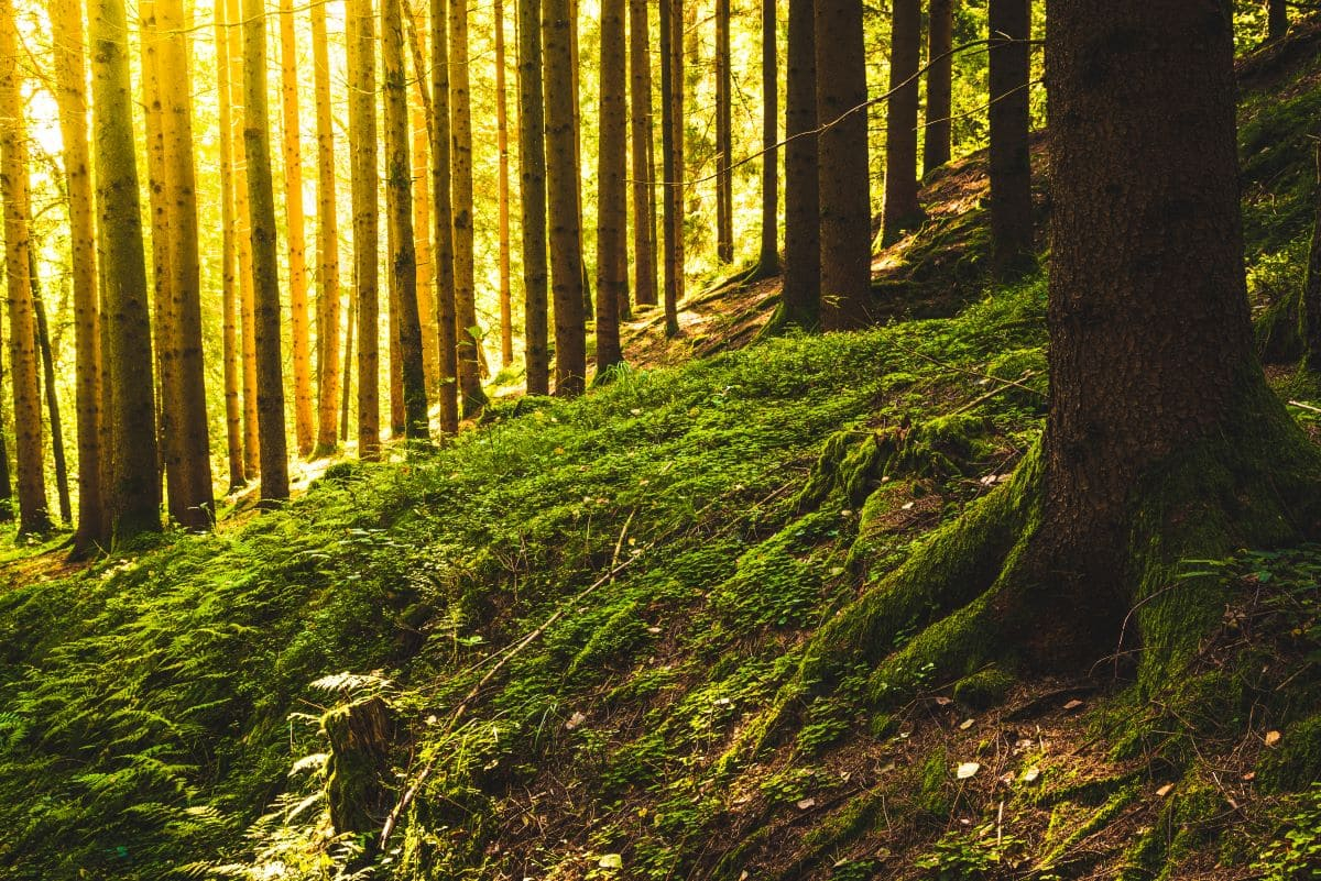 Filiera del legno, un evento sul ruolo delle foreste in Italia