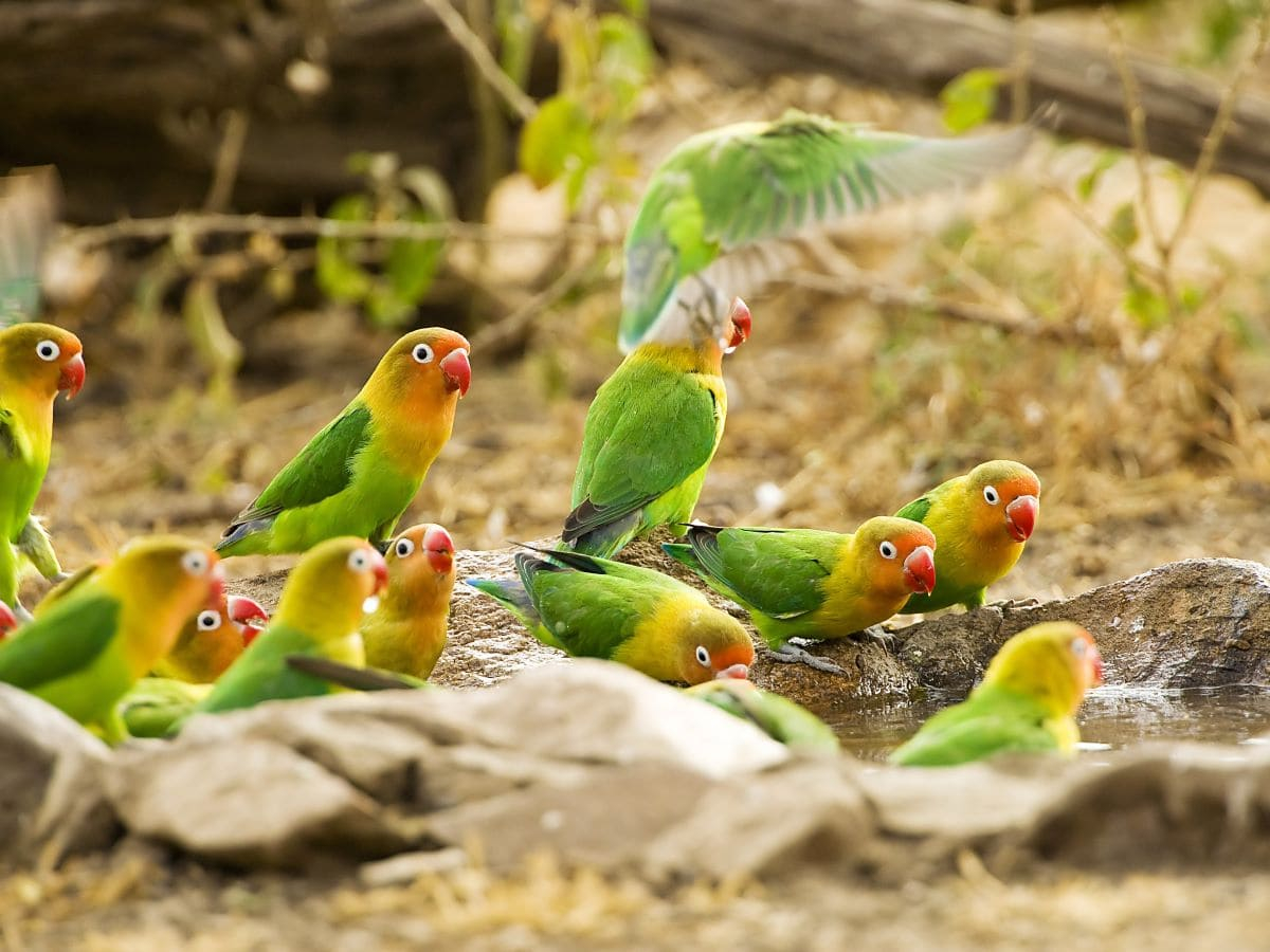Startup, NatureMetrics: Scalable Biodiversity Metrics Powered by e-DNA
