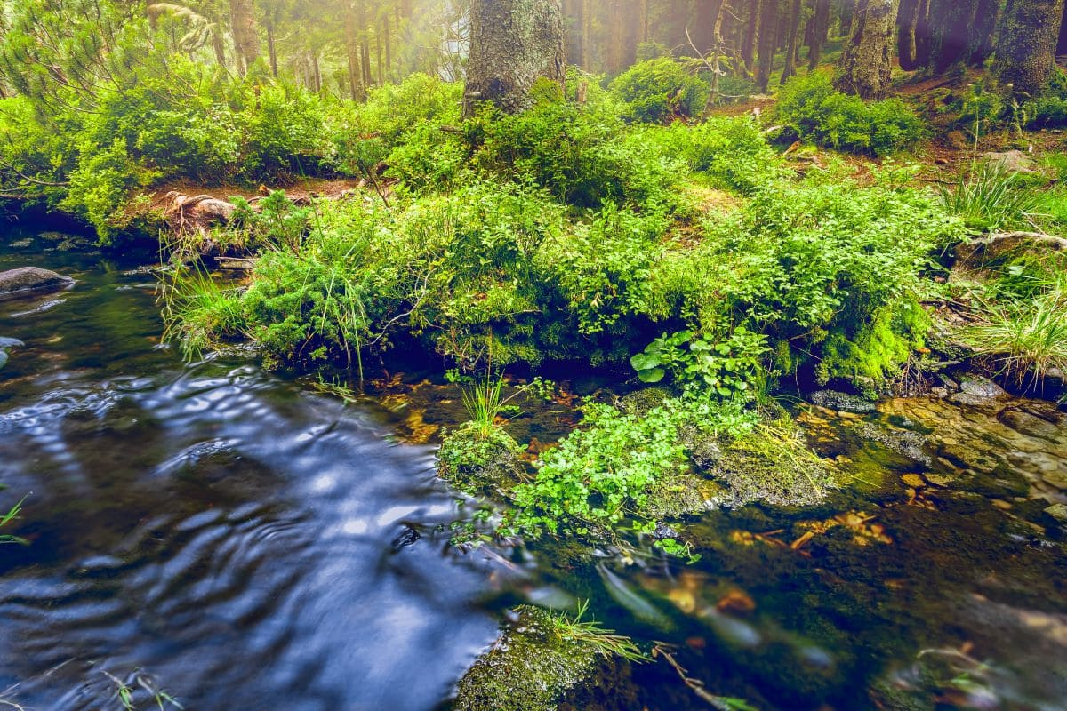 Biodiversità e aziende, standard “GRI 101: Biodiversità 2024” e obblighi CSRD