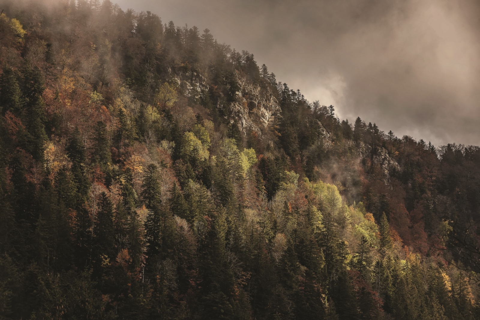 Uomini e foreste: tutta questione di scala temporale