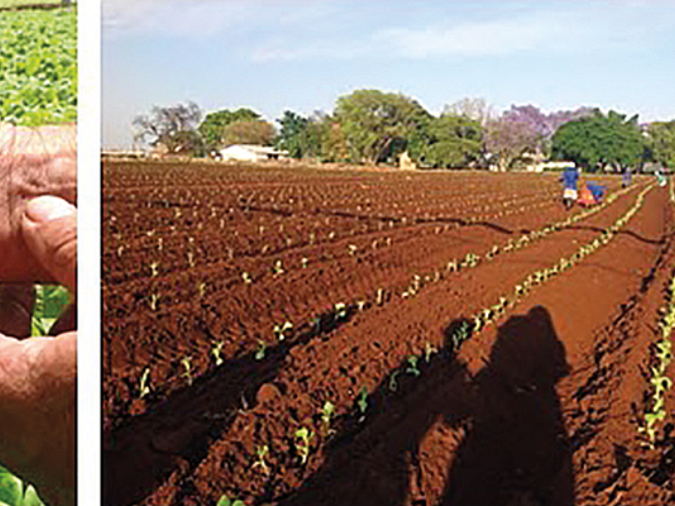 Il tabacco Solaris: dall'Africa una nuova speranza per alimentare i jet