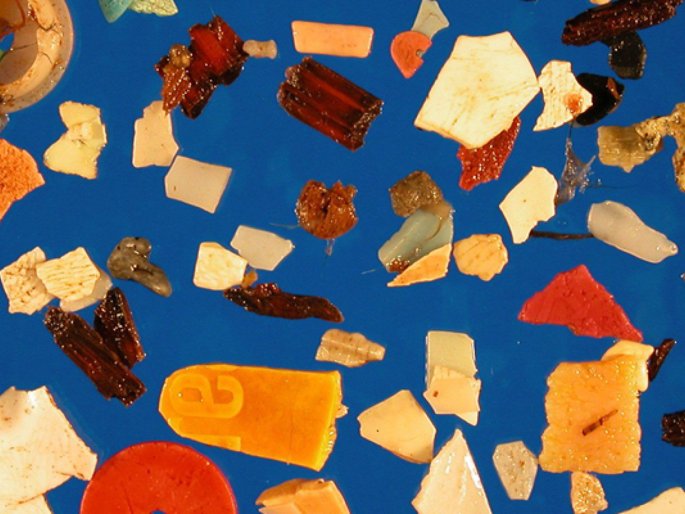 Sono dodici, ma cresceranno