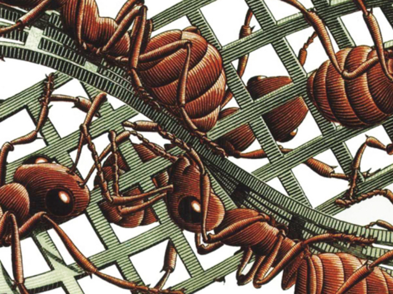 The Mï¿½bius Strip