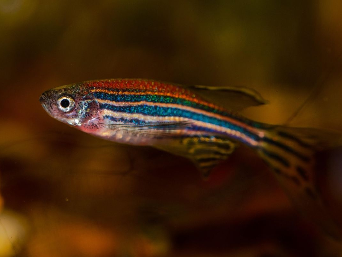 Animal testing: Nearly 400,000 fish used in EU chemical tests