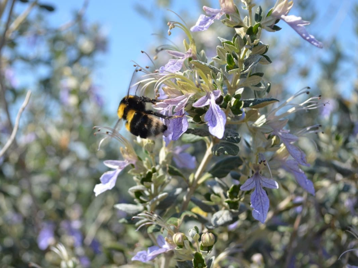 Niccolò Calandri: “Rigenerazione naturale? Ecco come fare”