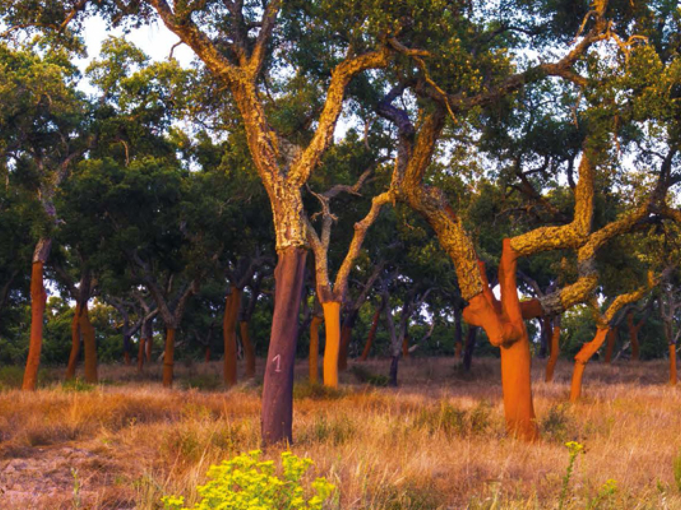Foreste da conservare