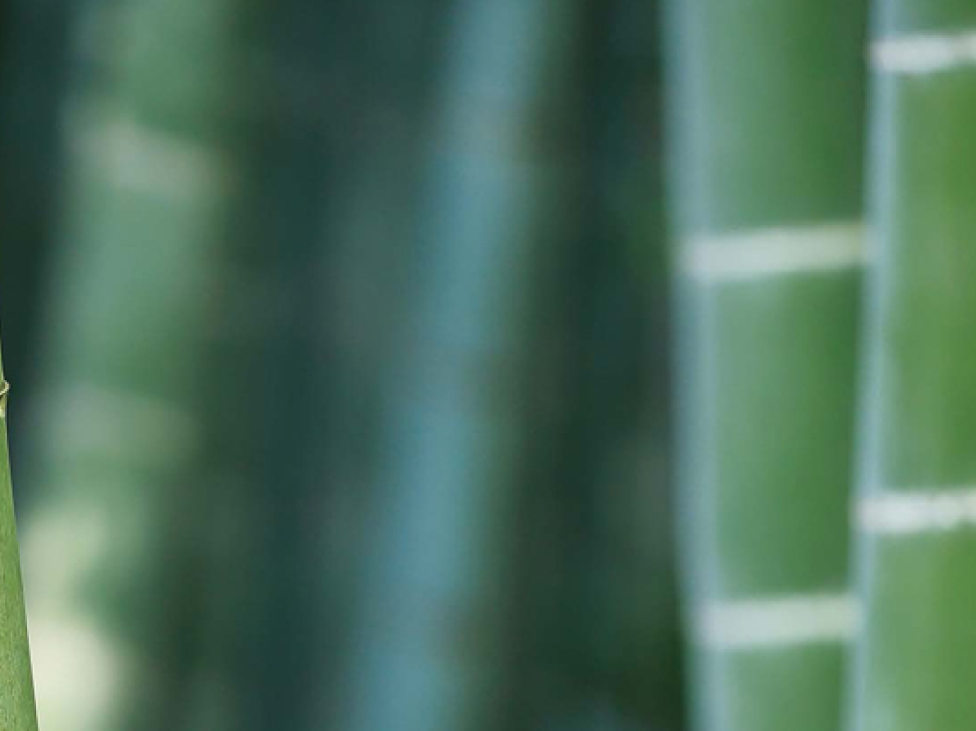 La rivincita del bambù