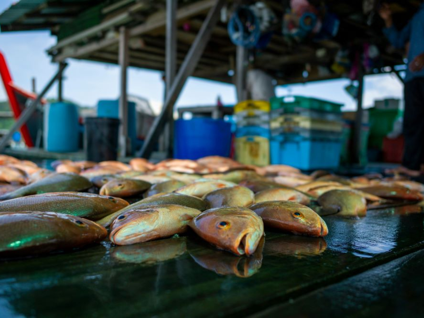 Il Circular Marine Food System sostenuto dalla ricerca italiana