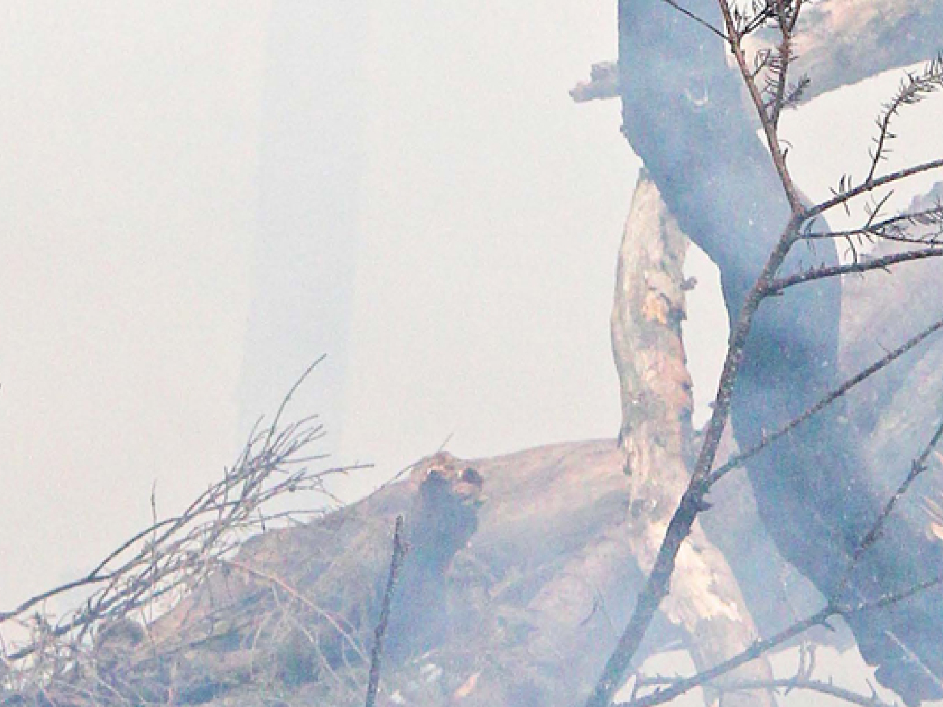 Ma quanto ci costa davvero produrre  olio di palma?