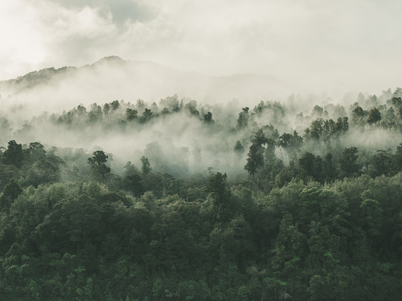 Metsà Spring and Itochu Corporation joined forces to build a textile fibre demo plant