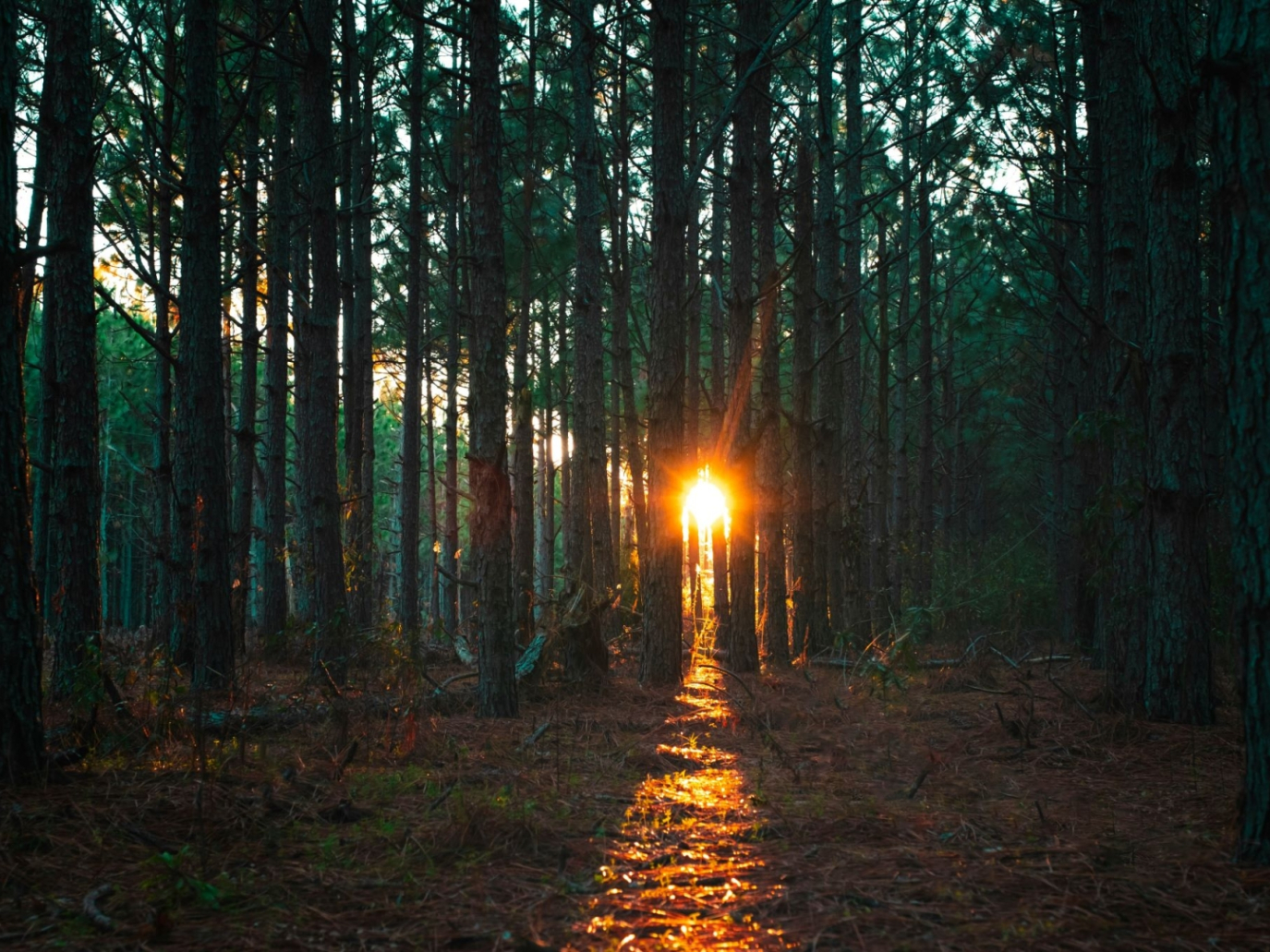 Carbonsink, Climate Action Starts with Forests