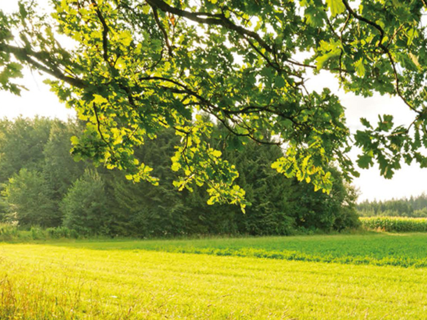 Bioeconomy: The Virtuous Cooperation between National Cluster and Regions