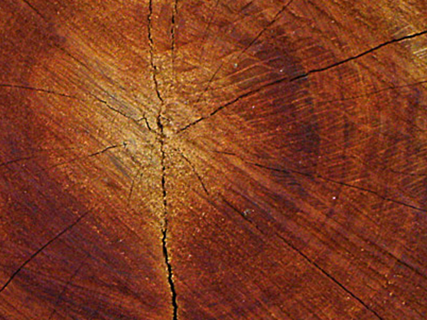 In Italy the Bioeconomy Is Worth 241 Billion Euro