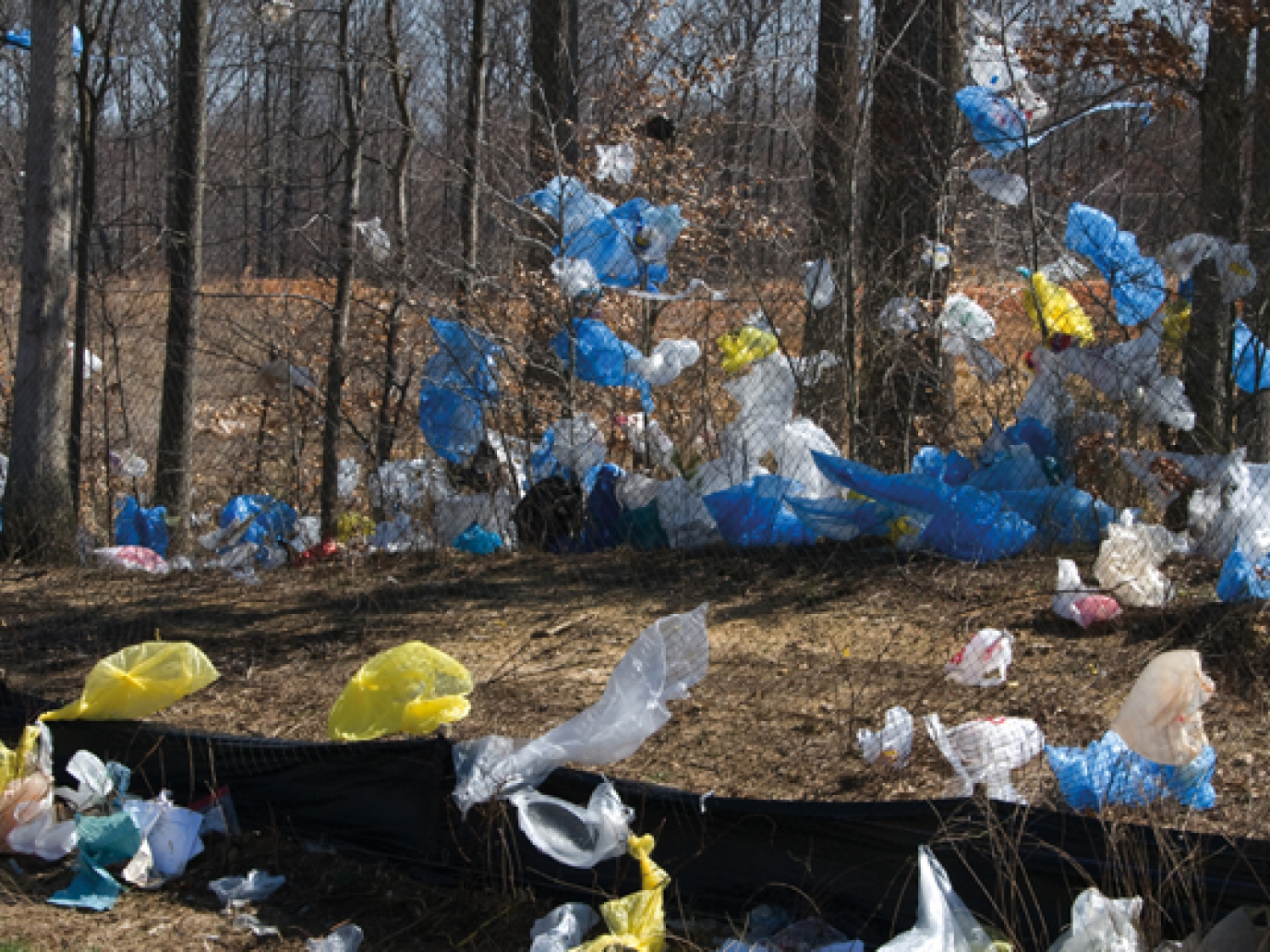 Un divieto ha lanciato la bioeconomia in Italia: il caso degli shopper