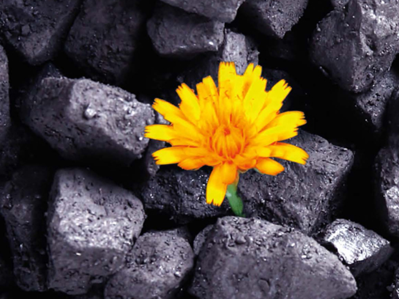 Com'è verde la mia miniera